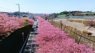 今年も綺麗な河津桜