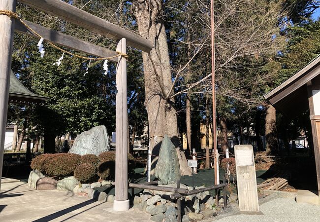 深見神社の御神木