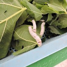 実際に蚕が飼育されている