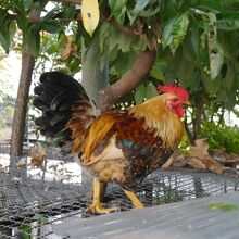 ケージの上をおさんぽ中のにわとり。