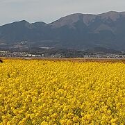 菜の花の香りに包まれる