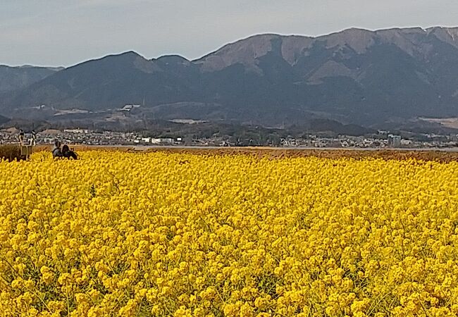 菜の花の香りに包まれる