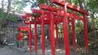 敷地内ににわとりが。