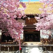 河津桜が満開で華やかな雰囲気だった