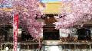 河津桜が満開で華やかな雰囲気だった