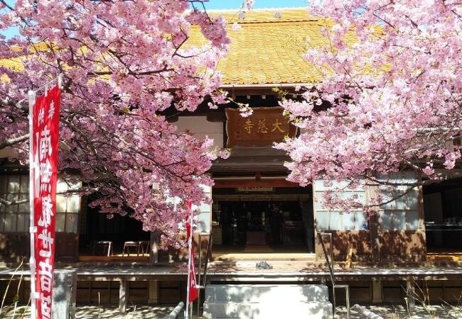 河津桜が満開で華やかな雰囲気だった