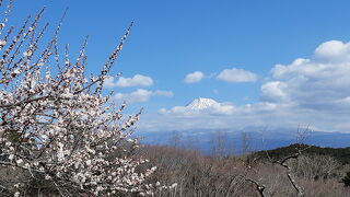 四季のお花が楽しめる富士山の絶景ポイント