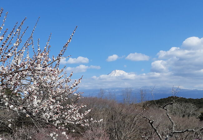 四季のお花が楽しめる富士山の絶景ポイント