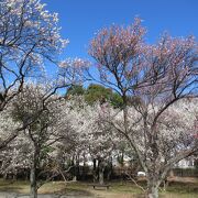 速報　今が見頃：大宮第二公園の梅林　2021/2/25