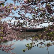 桜の名所らしいが