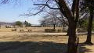 のどかな散歩に最適な公園でした