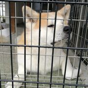 秋田犬会館