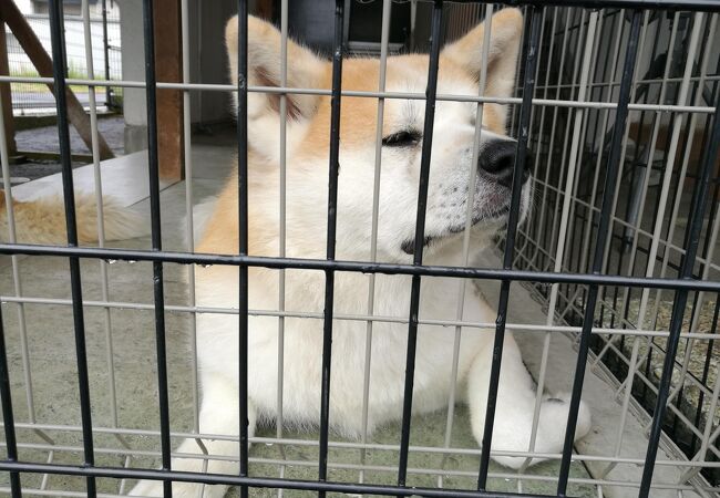 秋田犬会館