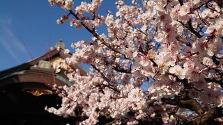 梅が有名。見応えあり。