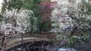 梅の時期はきれいです。