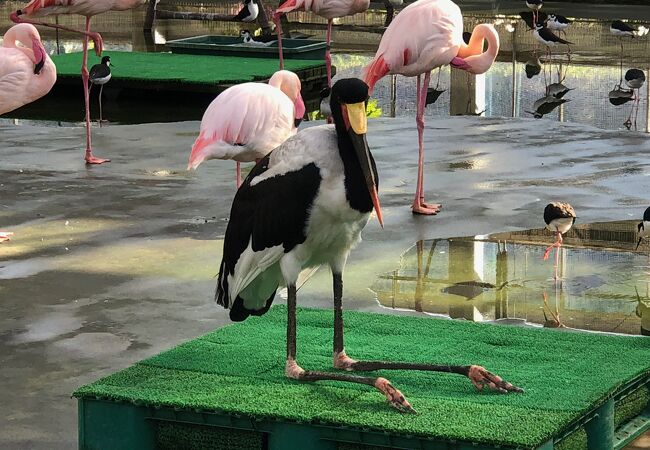 掛川花鳥園 クチコミ アクセス 営業時間 掛川 フォートラベル