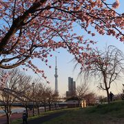 新型コロナで自粛要請をされている昨今　汐入公園では　密を避けて　時を過ごせます