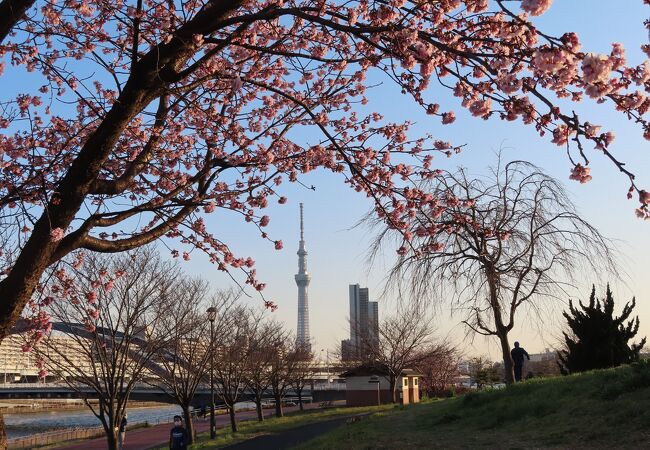 都立汐入公園 クチコミ アクセス 営業時間 北千住 南千住 フォートラベル 都立汐入公園 クチコミ アクセス 営業時間 北千住 南千住 フォートラベル