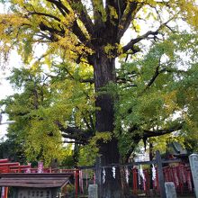 東京都天然記念物・豊島区景観重要樹木：2020年11月撮影