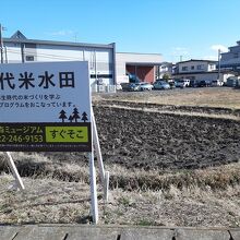 古代米を栽培している水田も保存館近くにありました。