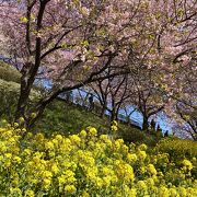 河津桜が見事です