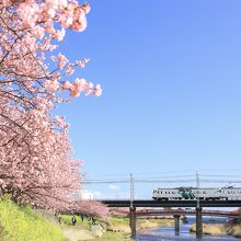 河津桜の麓に菜の花、そして奥に185系のコラボ。