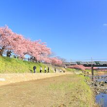 川沿いに降りて桜を見ることも。