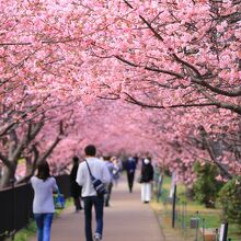 河津川沿いに続く歩道は、河津桜のトンネルになります。