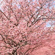 一生に一度は見ておきたい、本場の河津桜。