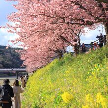 伊豆急線の北側には、河津桜と菜の花を一緒に見れる場所も。