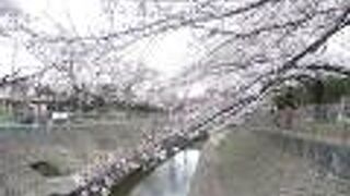 善福寺川沿いに