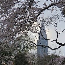 ドコモ代々木ビルを望む