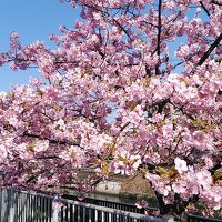 大横川沿いの河津桜