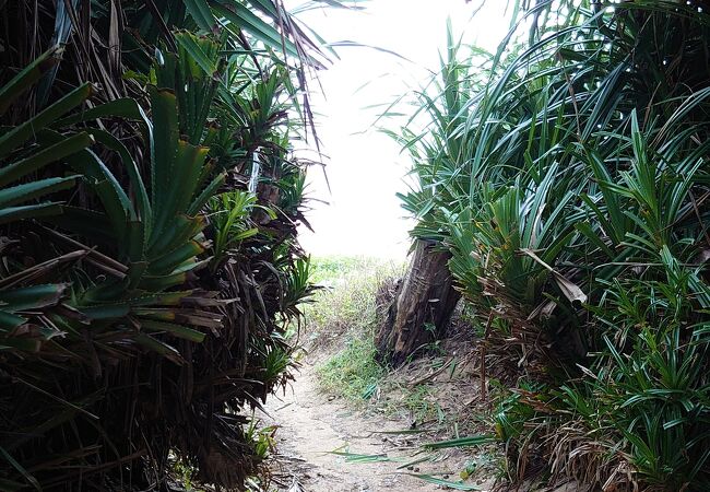 ローカルなビーチ