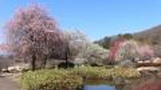 万葉庭園から南口駐車場のショートカット狙いは失敗でした