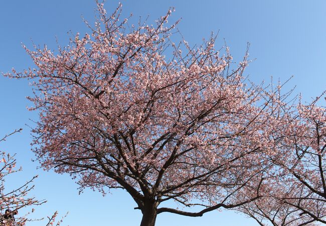 一番上の河津桜はほぼ見頃、ほかは来週見頃かと思います