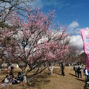 梅まつり開幕！