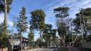 国道１号線の一部区間が松並木になっている