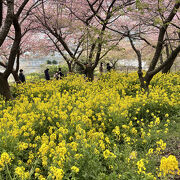 河津桜の菜の花のコラボが素晴らしい