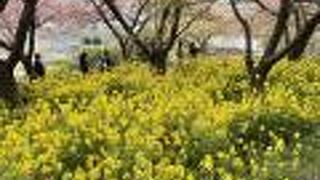 河津桜の菜の花のコラボが素晴らしい