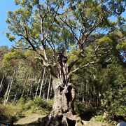 樹齢3,000年の大楠