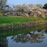 函館の桜の名所の一つ