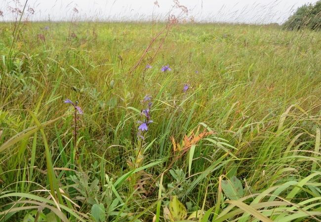 サロベツ原野 クチコミ アクセス 営業時間 豊富 サロベツ フォートラベル サロベツ原野 クチコミ アクセス 営業時間 豊富 サロベツ フォートラベル