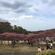 花梅まつり開催中です