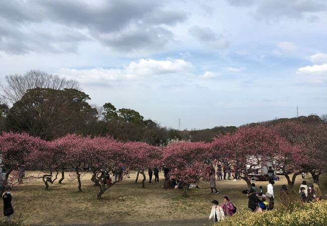 花梅まつり開催中です