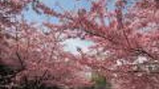 今年もきれいに咲きました