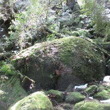 もののけ姫の森 (苔むす森)