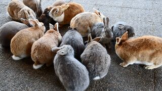 大久野島はうさちゃんの楽園