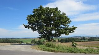 大きなカシワの木