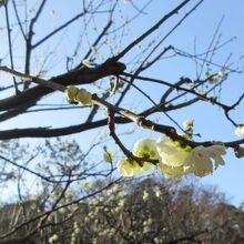中国梅林に植えられていた緑がく梅